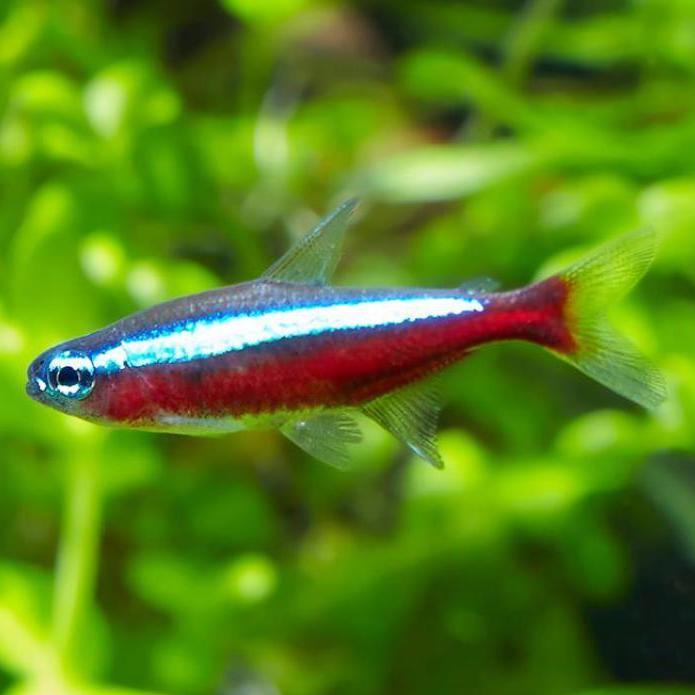 НЕОН СИМУЛАНС (Paracheirodon simulans)