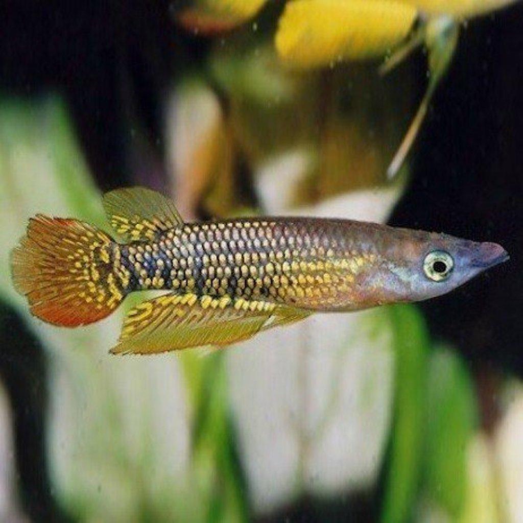 АПЛОХЕЙЛУС ЛИНЕАТУС ЗОЛОТИСТЫЙ (Aplocheilus lineatus var. "Gold")