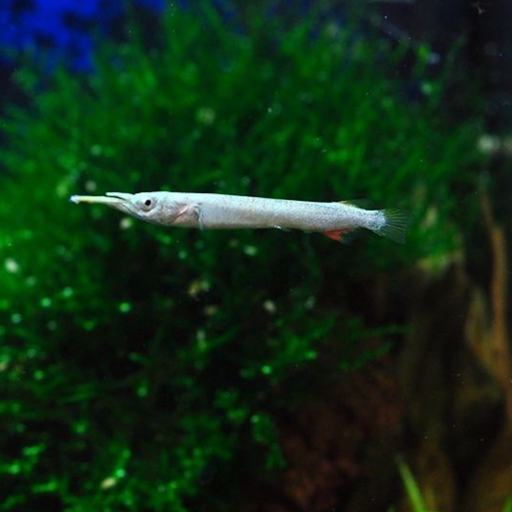 Дермогенис серебряный (Dermogenys pusillus "Silver")