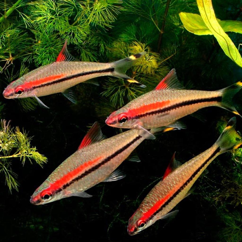 БАРБУС ДЕНИСОНИ (Sahyadria denisonii)