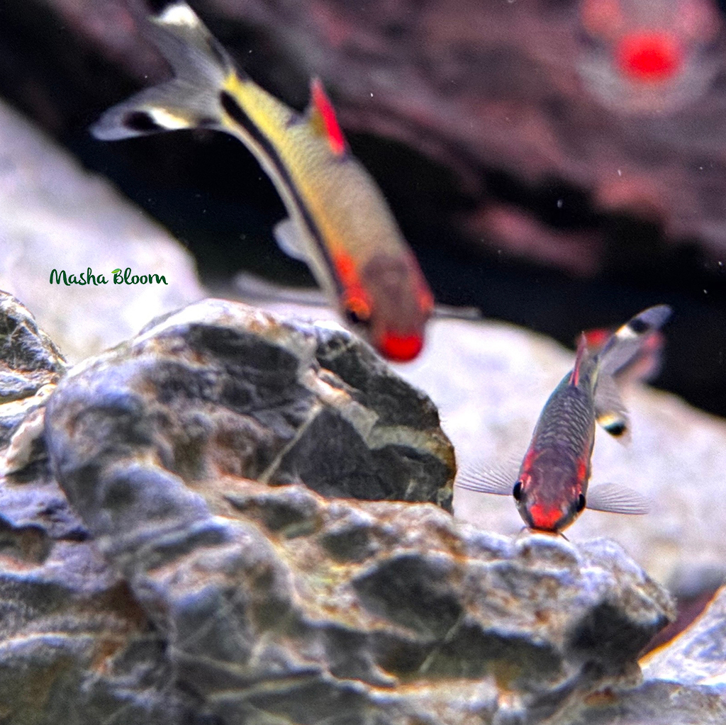 БАРБУС ДЕНИСОНИ (Sahyadria denisonii)