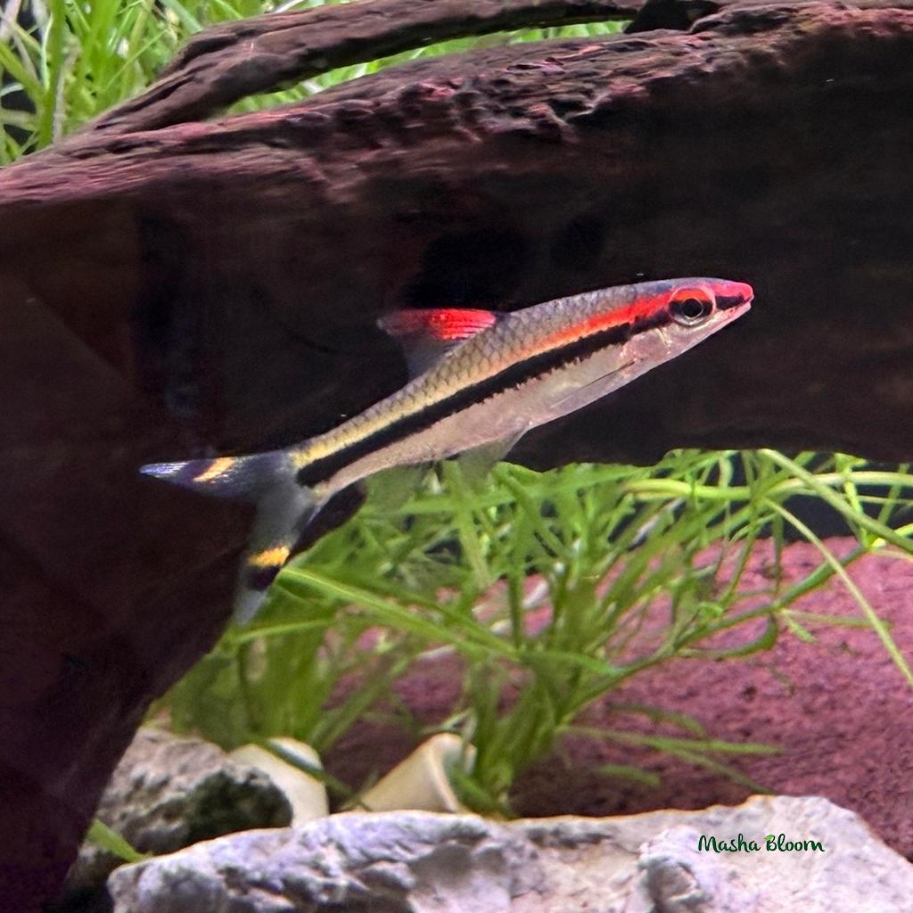 БАРБУС ДЕНИСОНИ (Sahyadria denisonii)