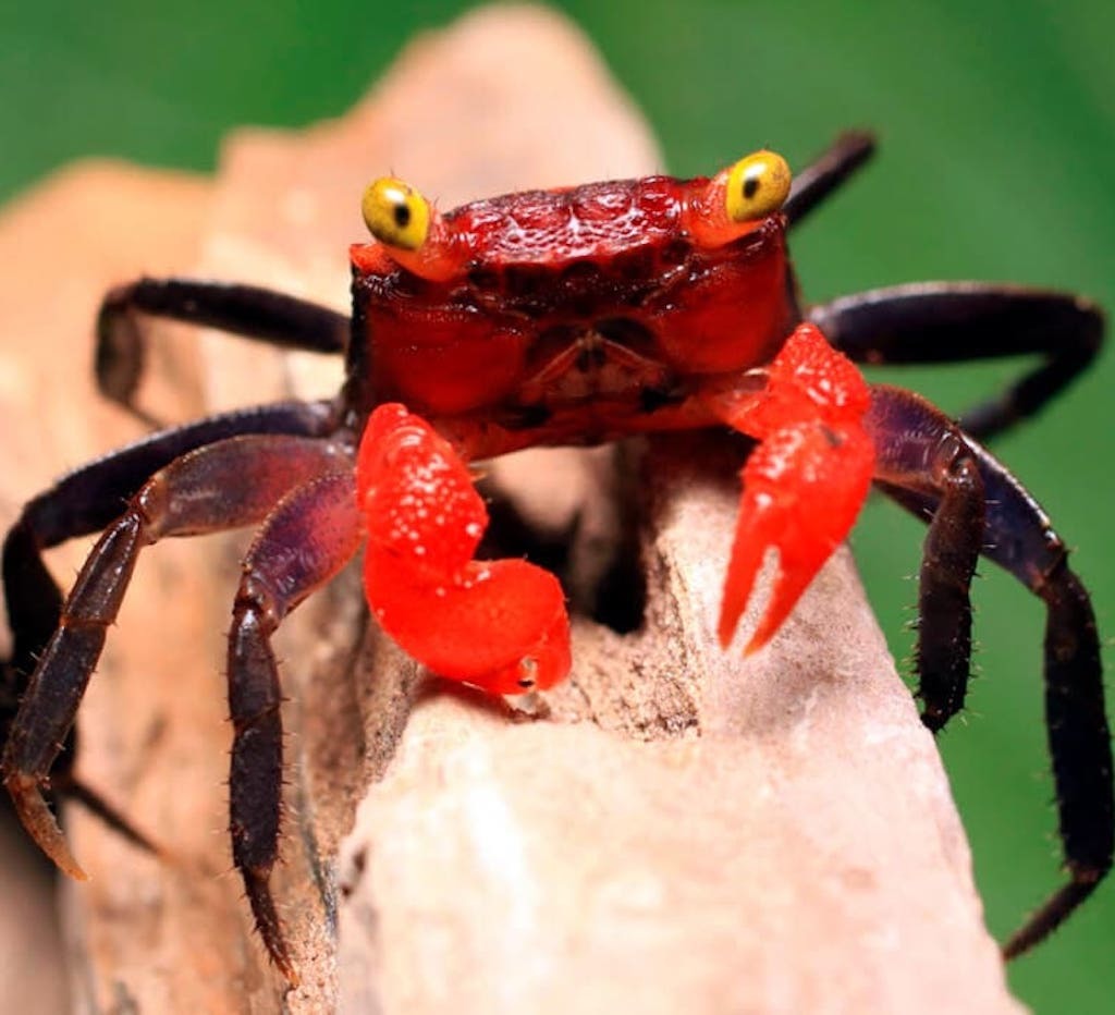 Краб КРАСНЫЙ ДЬЯВОЛ (Geosesarma hagen)