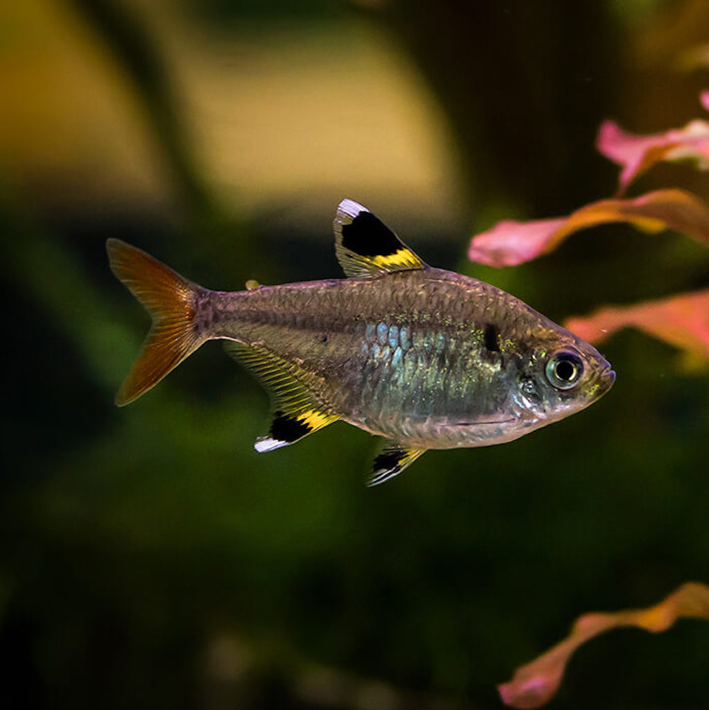 ТЕТРА ПРИСТЕЛЛА  (Pristella maxillaris)