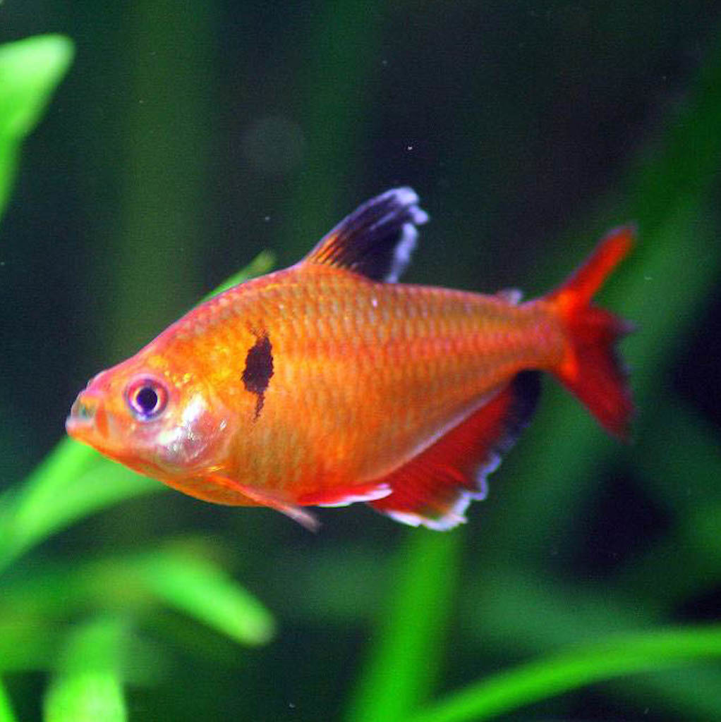 МИНОР (СЕРПАС) (Hyphessobrycon minor)