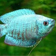 ЛЯЛИУС КОБАЛЬТОВЫЙ (Cobalt Colisa lalia)