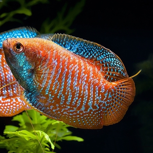 ЛЯЛИУС КОРАЛЛОВЫЙ (Colisa lalia var.)