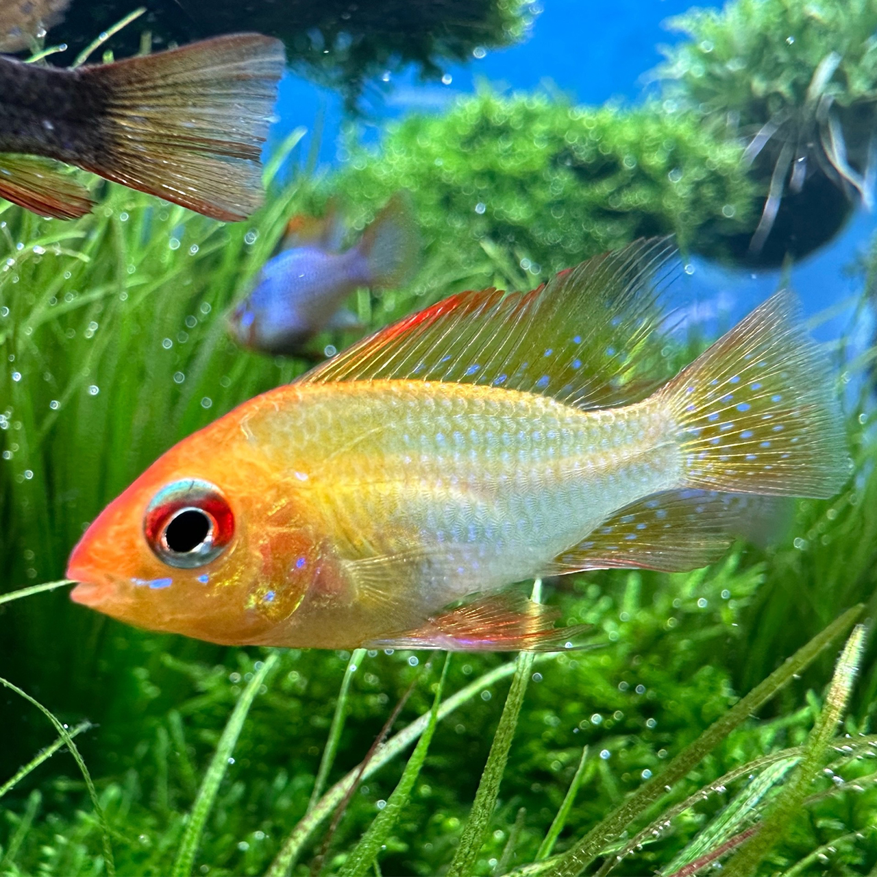 АПИСТОГРАММА РАМИРЕЗИ ЗОЛОТАЯ (Microgeophagus ramirezi var. Gold) L