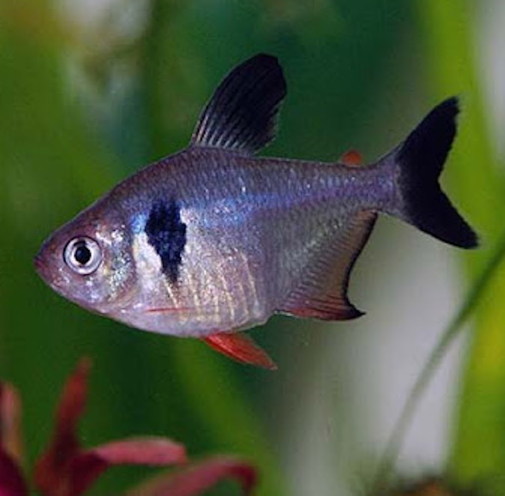 ОРНАТУС ФАНТОМ ЧЕРНЫЙ (Hyphessobrycon megalopterus)