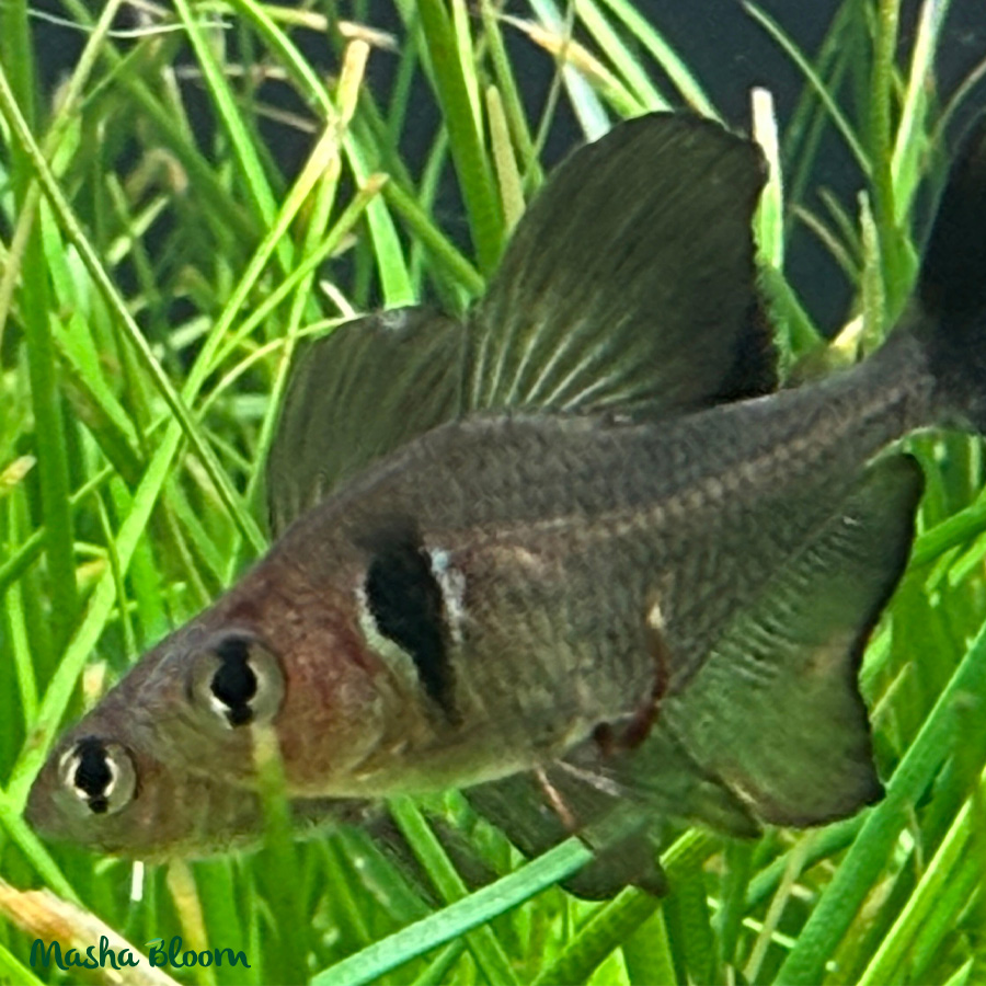 ОРНАТУС ФАНТОМ ЧЕРНЫЙ (Hyphessobrycon megalopterus)