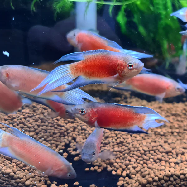 Макропод красный (Macropodus opercularis var. Red)