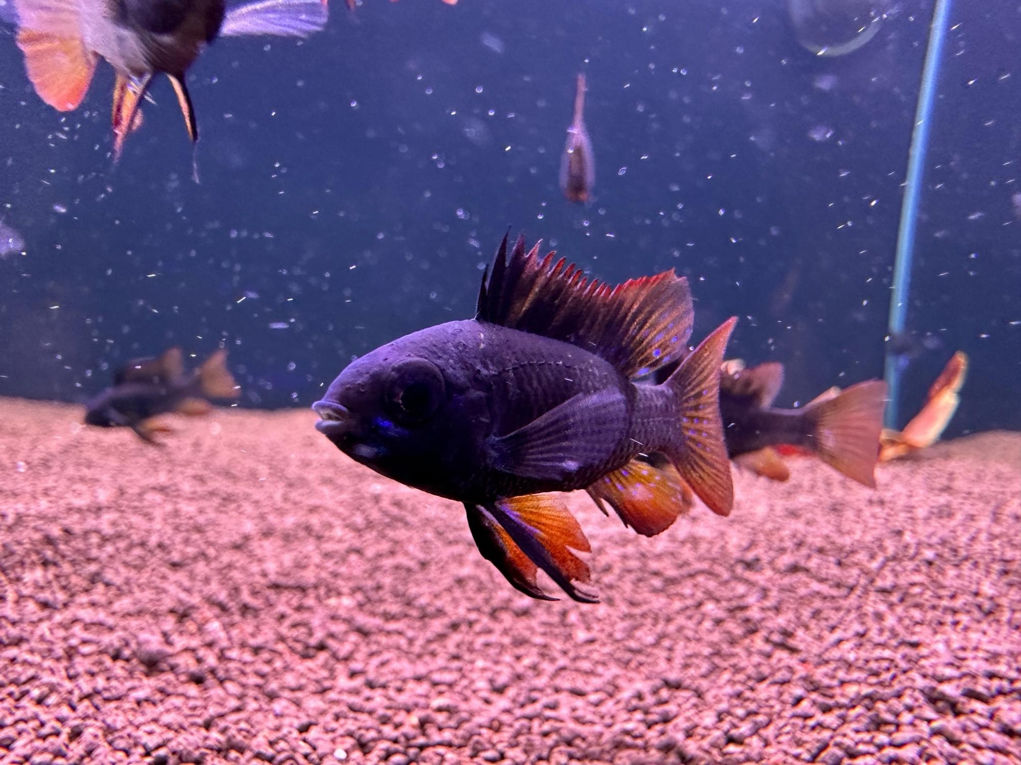 АПИСТОГРАММА РАМИРЕЗИ ТЕМНЫЙ РЫЦАРЬ ( mikrogeophagus ramirezi black knight)