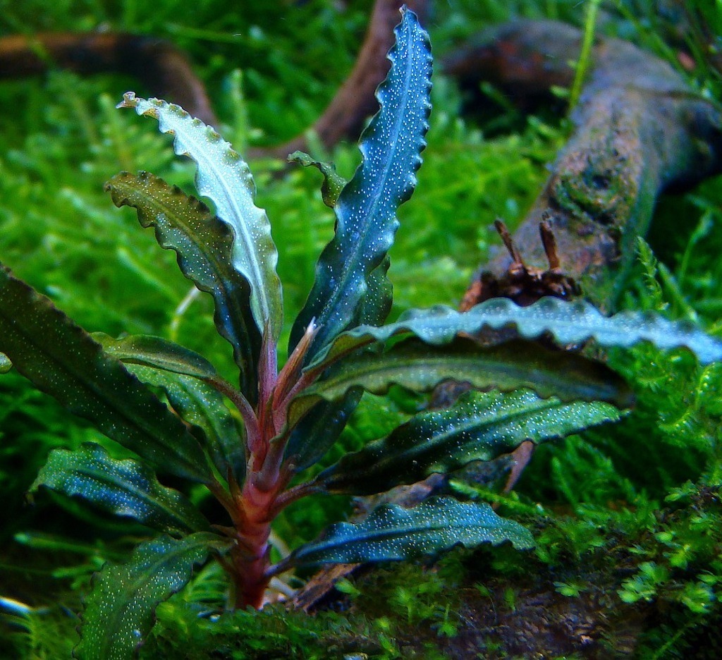 БУЦЕФАЛАНДРА ВЕЛЬВЕТ (Bucephalandra sp. «Velvet») в горшке