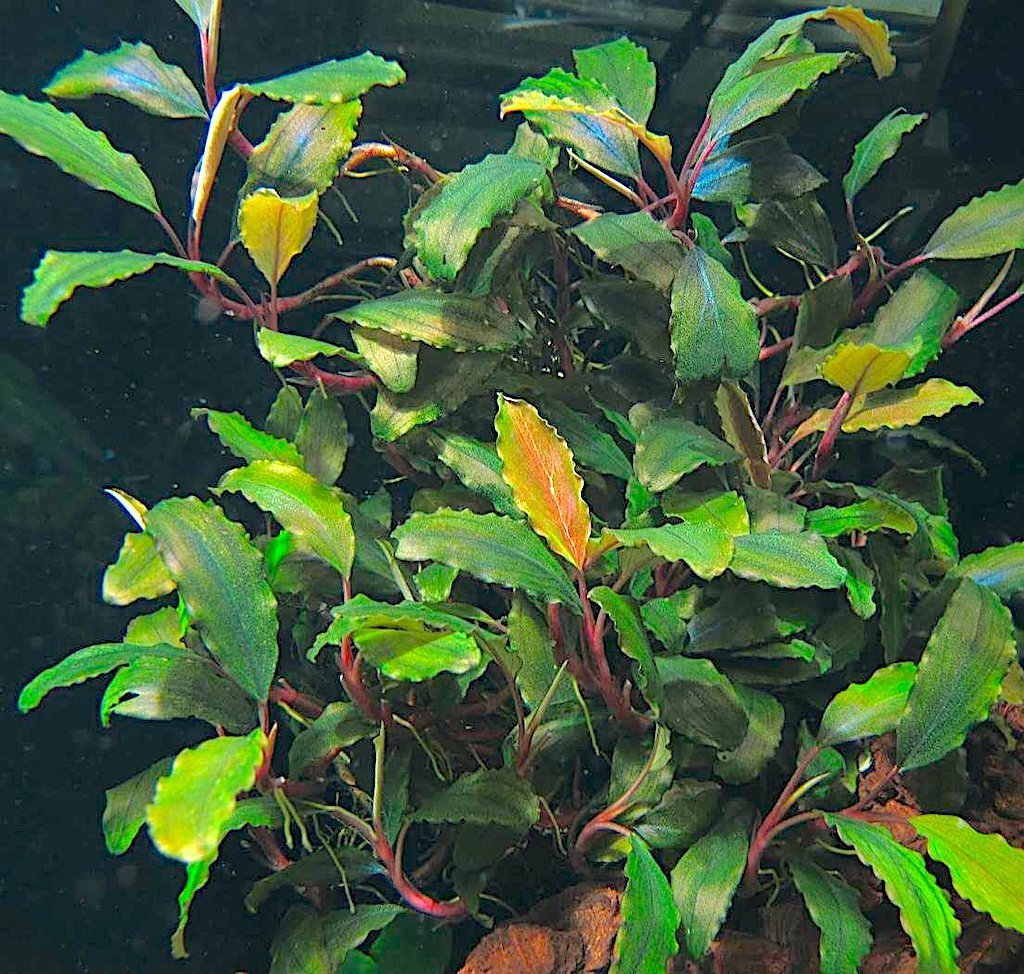 БУЦЕФАЛАНДРА ШАЙН БЛЮ (Bucephalandra sp. Shine Blue)