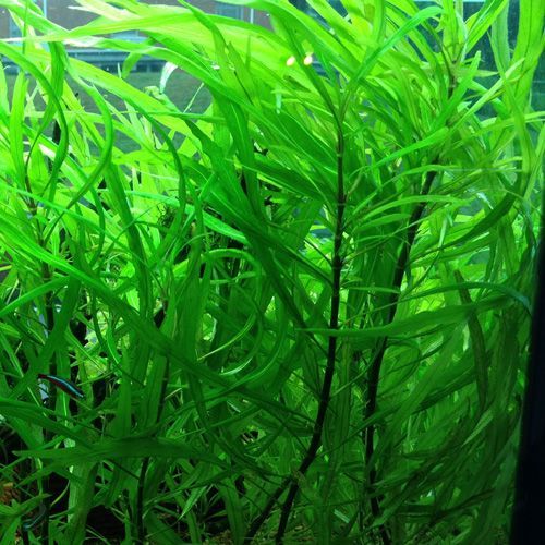 ГИГРОФИЛА ИВОЛИСТНАЯ (Hygrophila angustifolia)