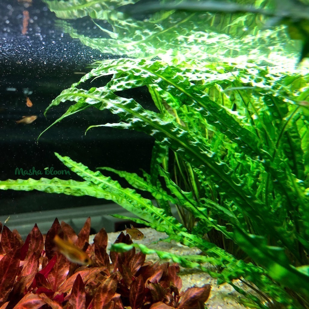 Криптокорина балансе (Cryptocoryne balansae) в горшке