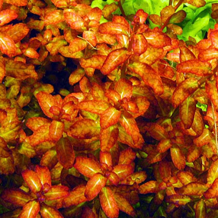 ЛЮДВИГИЯ ГВИНЕЯ (Ludwigia senegalensis)