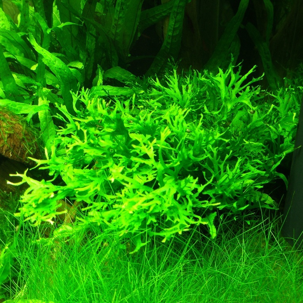 ПАПОРОТНИК ВИНДЕЛОВ (Microsorum «Windelov») в горшочке