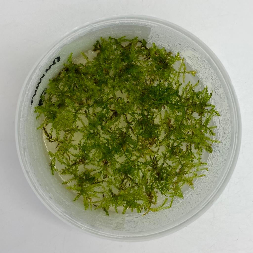 МОХ ПЛАЧУЩИЙ (Weeping moss) меристема