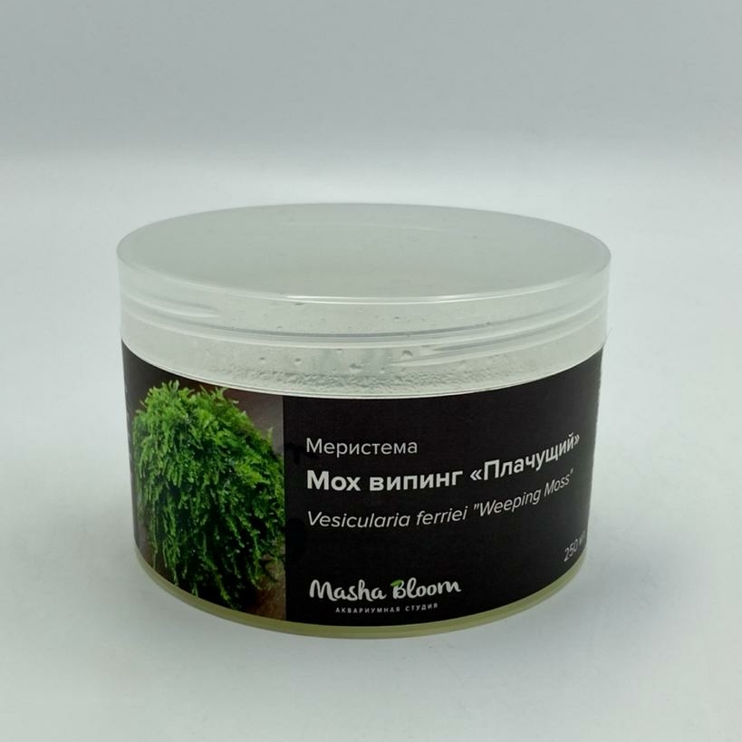 МОХ ПЛАЧУЩИЙ (Weeping moss) меристема