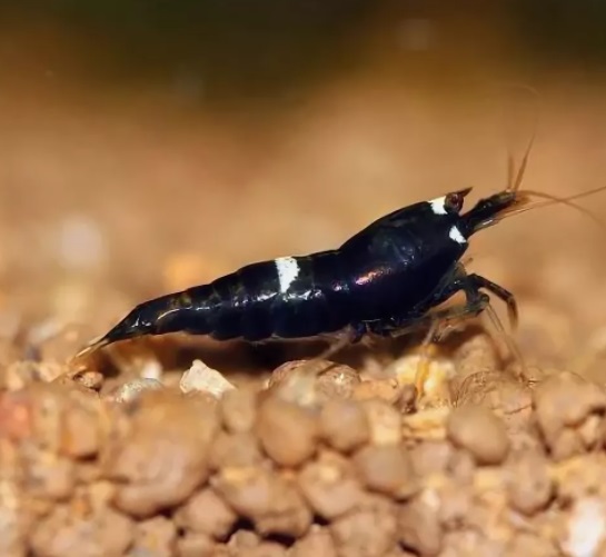 Креветка  ЧЕРНЫЙ КИНГ КОНГ (Caridina cantonensis var. «Black King Kong»)