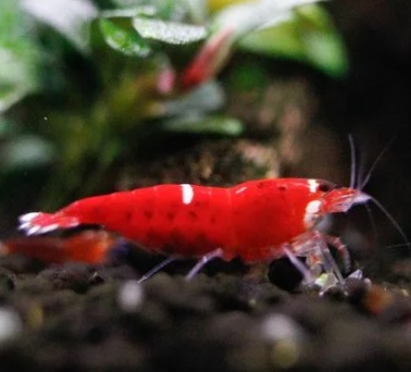 Креветка СУПЕР РЕД ("Super Crystal Red")