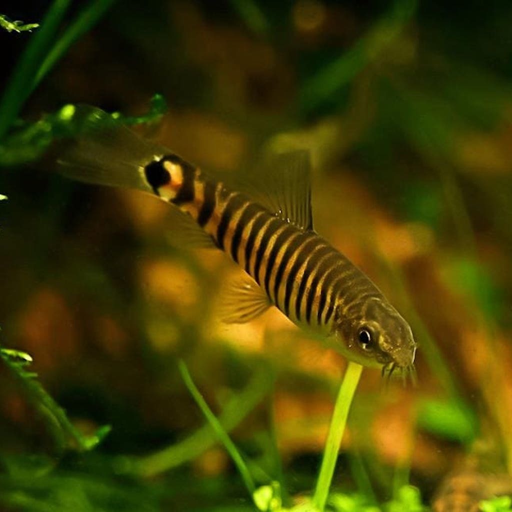 БОЦИЯ КАРЛИКОВАЯ (Yunnanilus cruciatus)