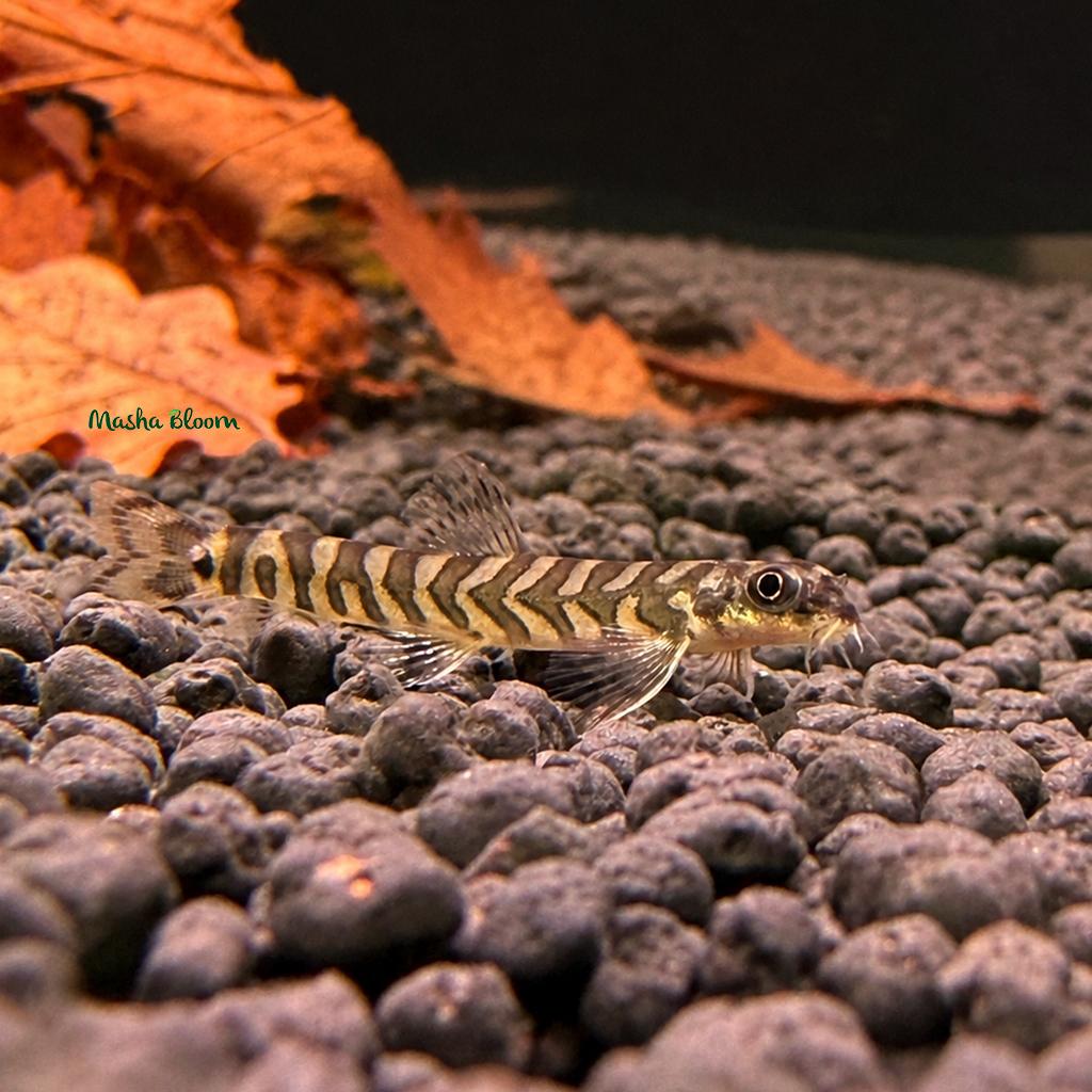 ВЬЮН ЗОДИАК  (Mesonoemacheilus triangularis)