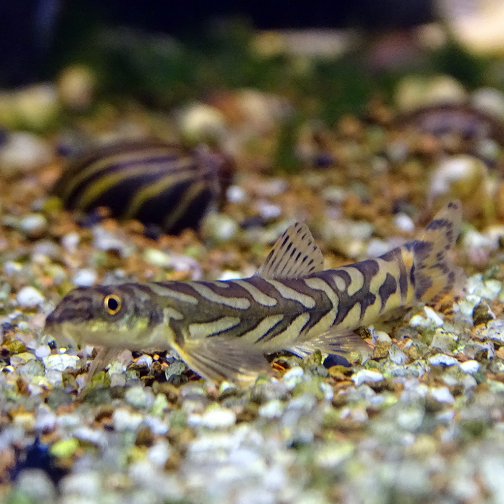 ВЬЮН ЗОДИАК  (Mesonoemacheilus triangularis)