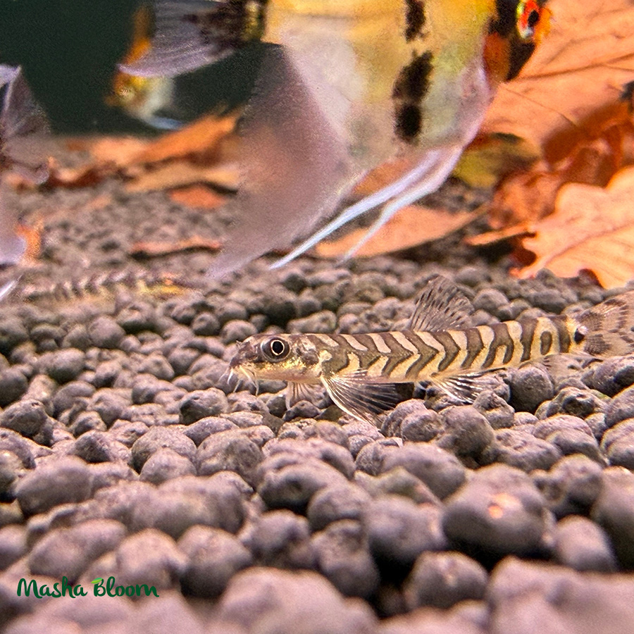 ВЬЮН ЗОДИАК  (Mesonoemacheilus triangularis)
