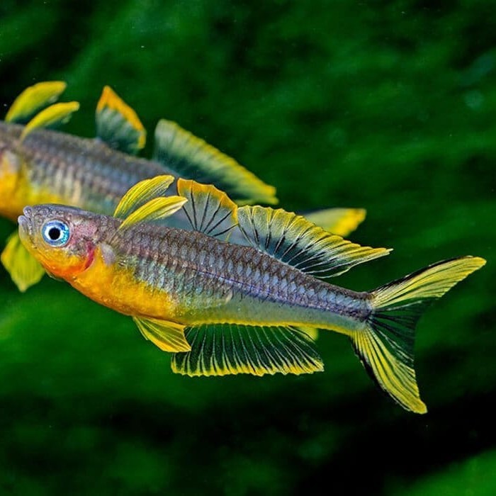 ПОПОНДЕТТА ФУРКАТА  (Popondetta furcata)