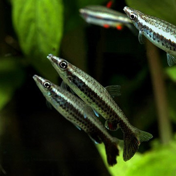 ПЕЦИЛОБРИКОН  (Nannostomus eques)