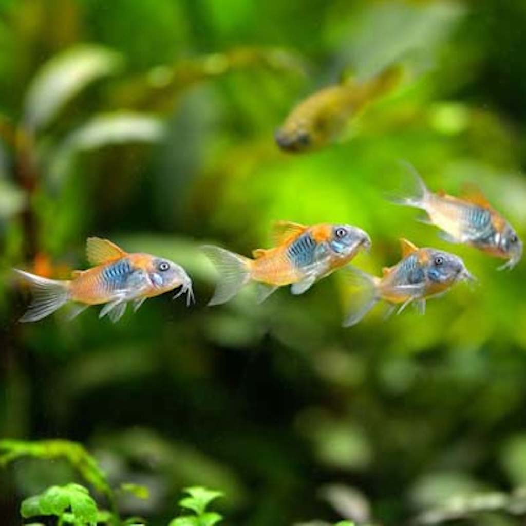КОРИДОРАС ВЕНЕСУЭЛА ОРАНЖ (Corydoras venezuelanus)