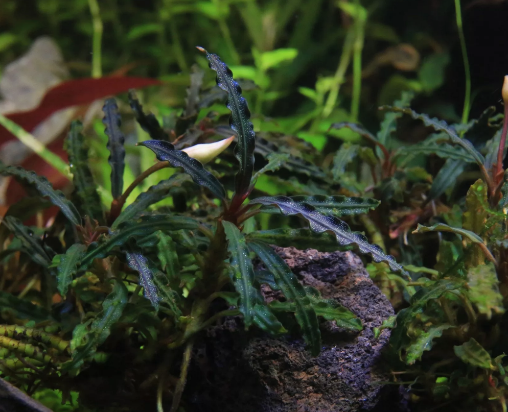 БУЦЕФАЛАНДРА КАТЕРИНА КРАСНАЯ (Bucephalandra sp. Catherine red)