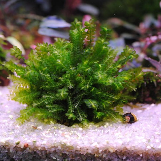 МОХ КАМЕРУН (moss sp. Cameroon, Hanegoke Sp. Cameroon) на лаве