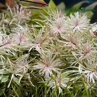 ЛЮДВИГИЯ БЕЛАЯ