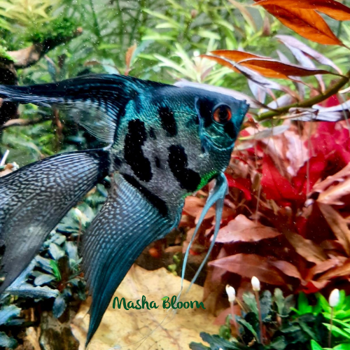 СКАЛЯРИЯ ОТБОРНАЯ (Pterophyllum scalare)