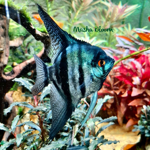 СКАЛЯРИЯ ОТБОРНАЯ (Pterophyllum scalare)