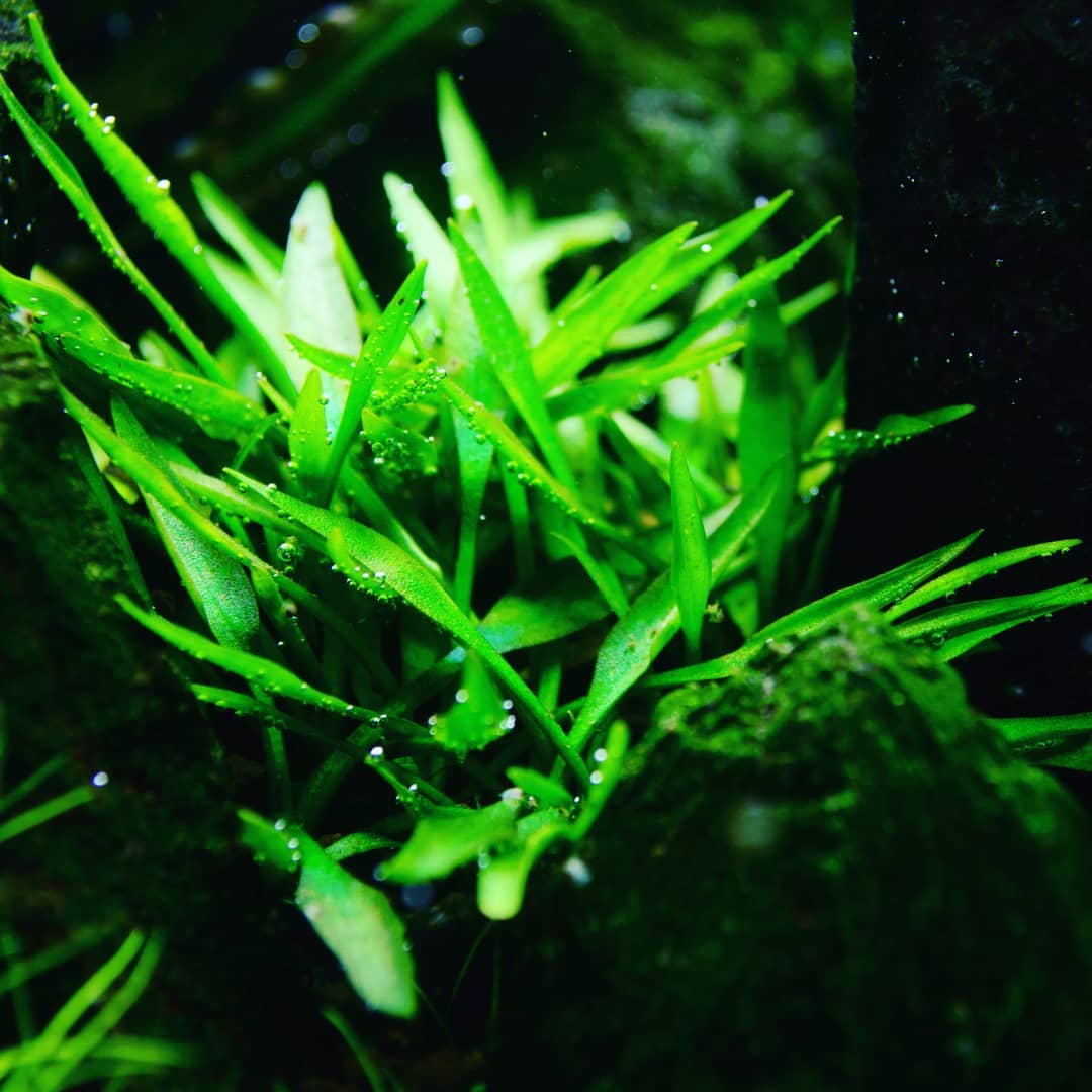 КРИПТОКОРИНА ПАРВА (Cryptocoryne Parva)