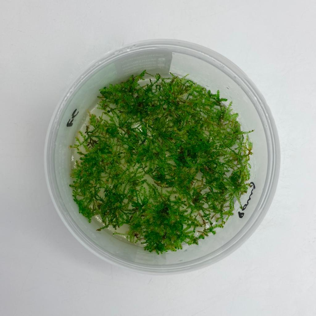 МОХ КРИСТМАС (РОЖДЕСТВЕНСКИЙ) (Christmas moss) меристема