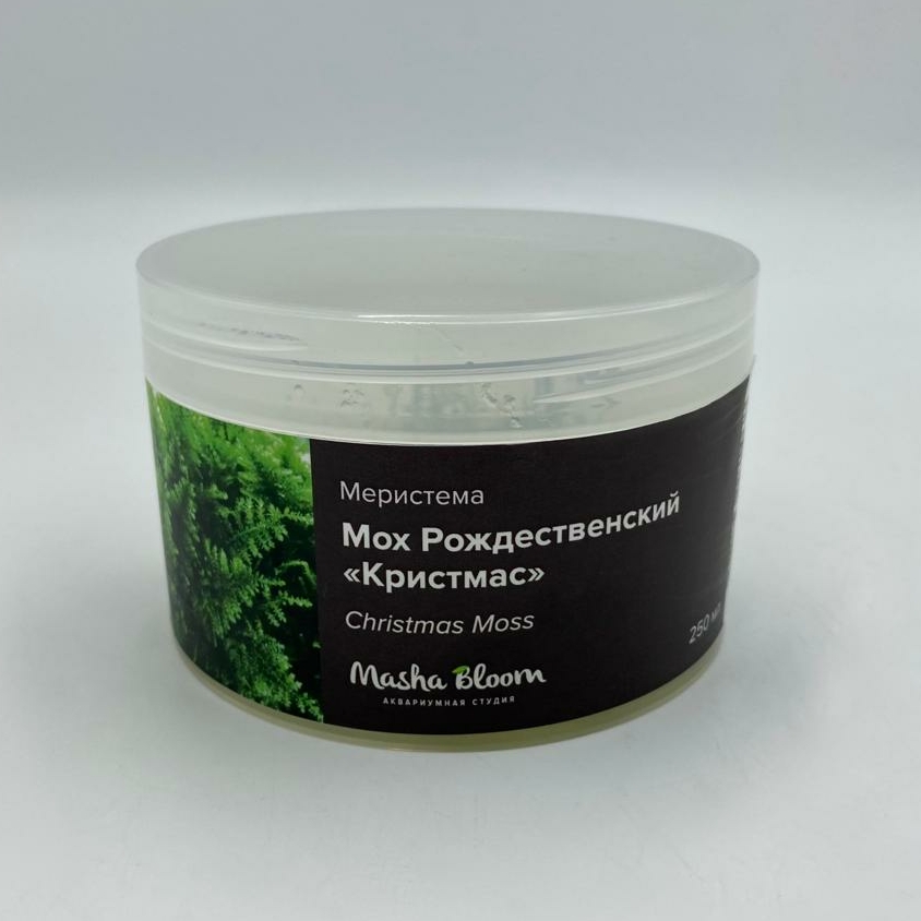МОХ КРИСТМАС (РОЖДЕСТВЕНСКИЙ) (Christmas moss) меристема