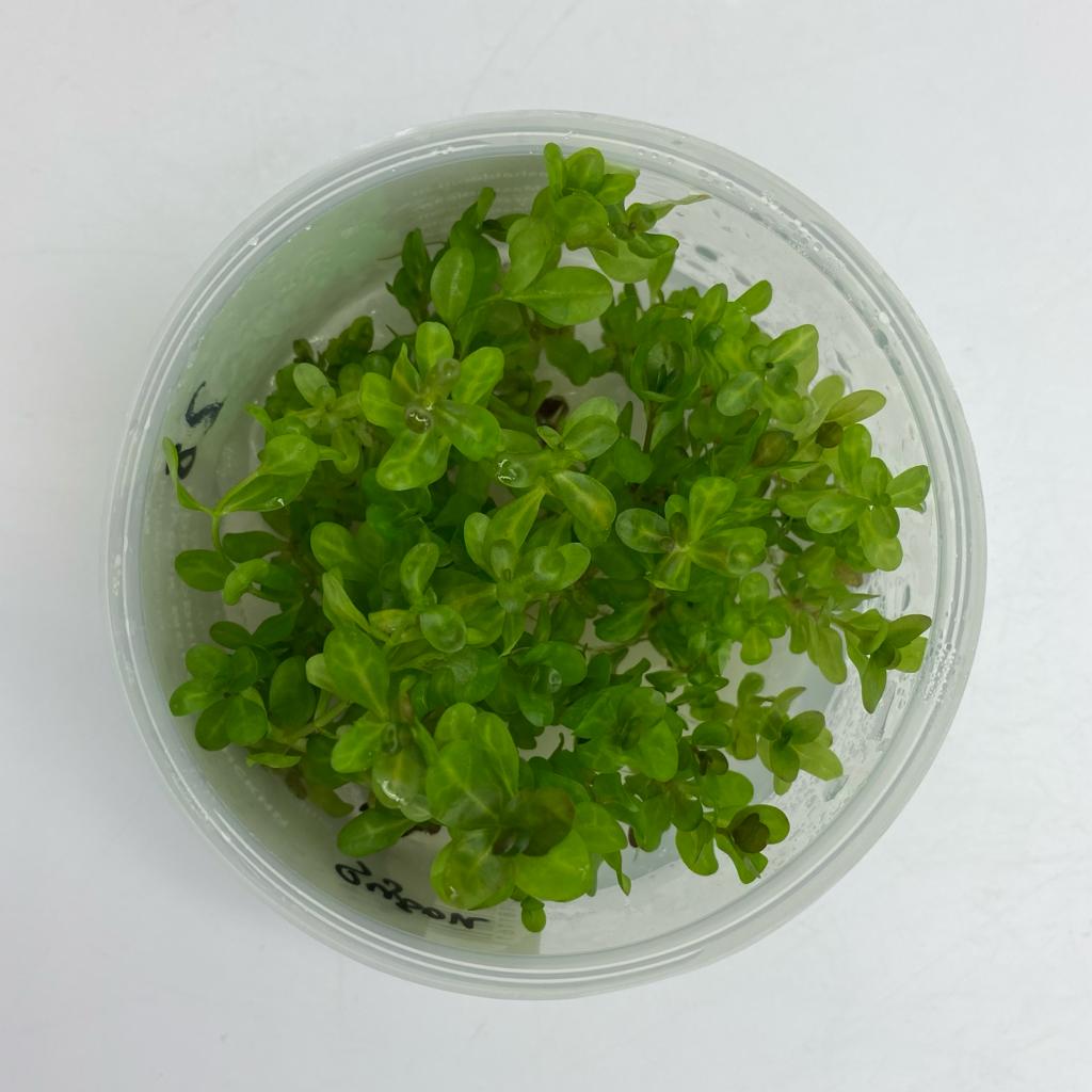 ДУБОК МЕКСИКАНСКИЙ МРАМОРНЫЙ (trichocoronis rivularis) меристема