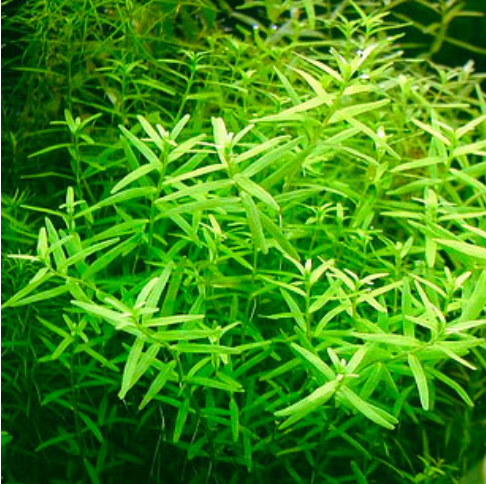 РОТАЛА ЗЕЛЕНАЯ (Rotala «Green») меристема
