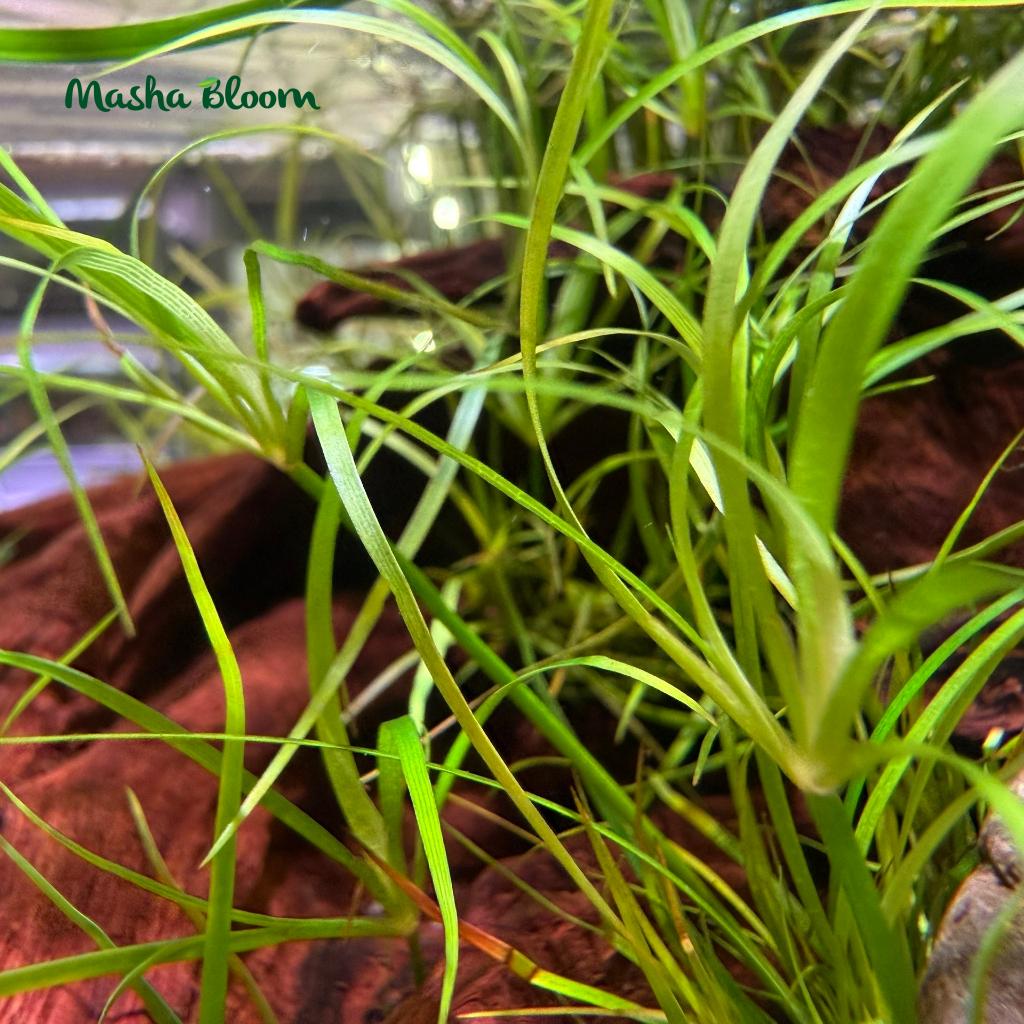 ЮНКУС ПОЛЗУЧИЙ (Juncus repens)