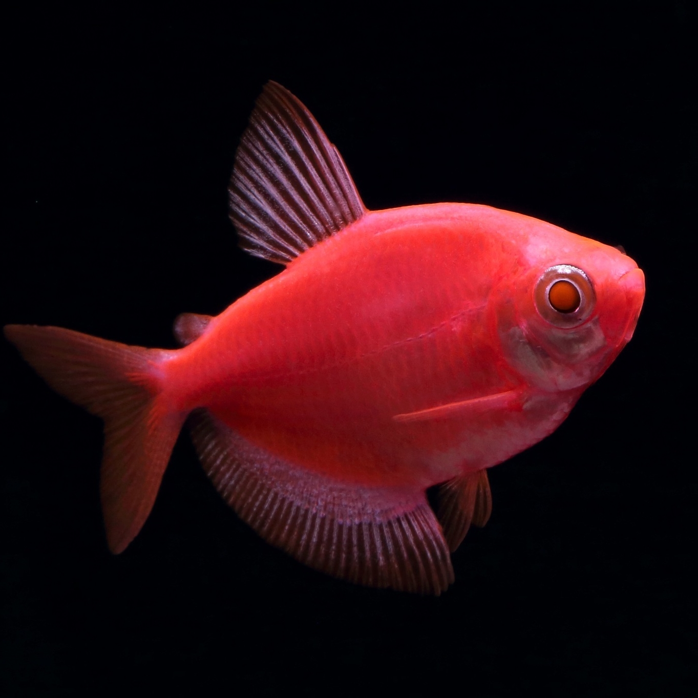 ТЕРНЕЦИЯ КРАСНАЯ ГЛОФИШ (Glo Fish)