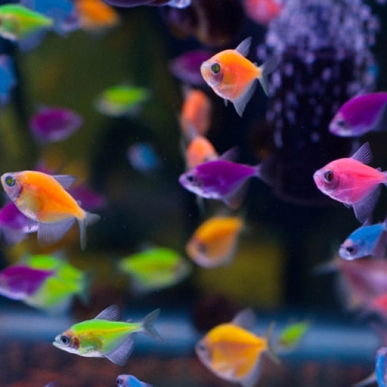 ТЕРНЕЦИЯ ГЛОФИШ АССОРТИ (Glo Fish)