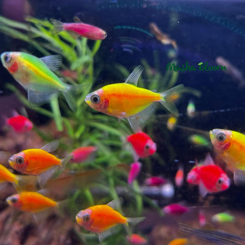 ТЕРНЕЦИЯ ГЛОФИШ АССОРТИ (Glo Fish)