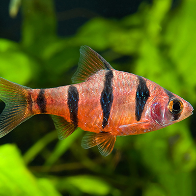 ПЯТИПОЛОСЫЙ БАРБУС (Desmopuntius pentazona)