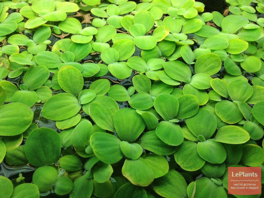 ПИСТИЯ (ВОДНЫЙ САЛАТ) (Pistia stratiotes)