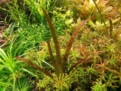 ВАЛЛИСНЕРИЯ ЛЕОПАРД (Vallisneria spiralis "Leopard")